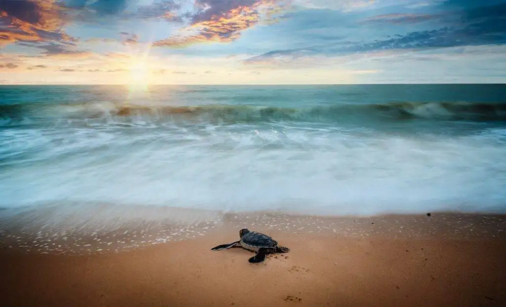 Con Dao Turtle