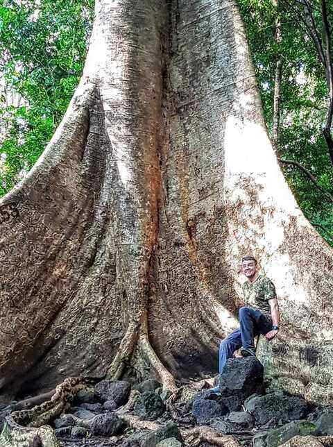 Riesiger Tung Baum im Nationalpark