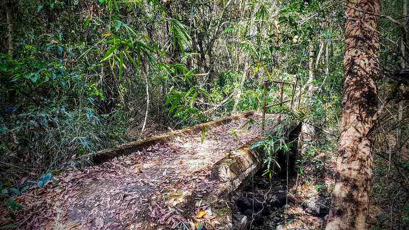 Dschungelpfad im Cat Tien Nationalpark