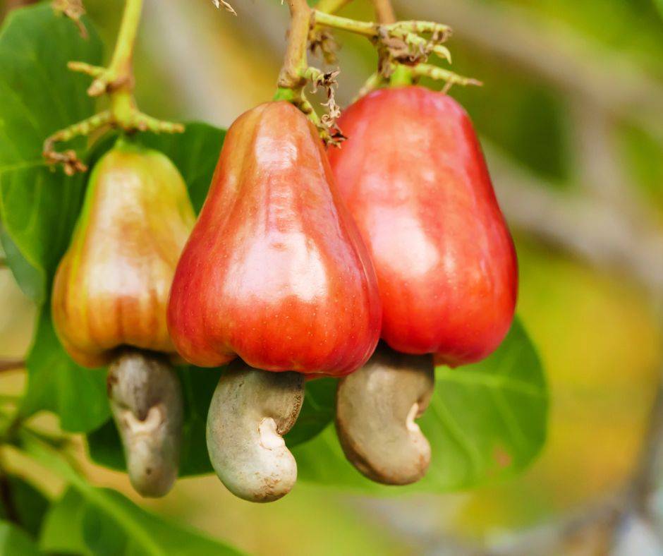 Cashew Frucht Vietnam