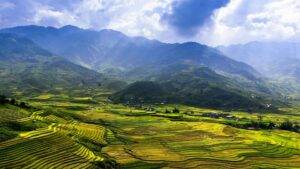 Reisfeld Vietnam